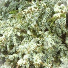 Leptospermum flavescens prostrate 1 Plants Tea Tree  Native White flowering